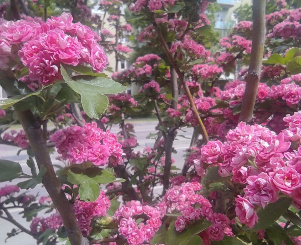 Коли на Рівненщину прийде тепло: синоптики назвали дату