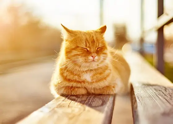 Прогноз погоди в Рівному на 31 травня – 2 червня