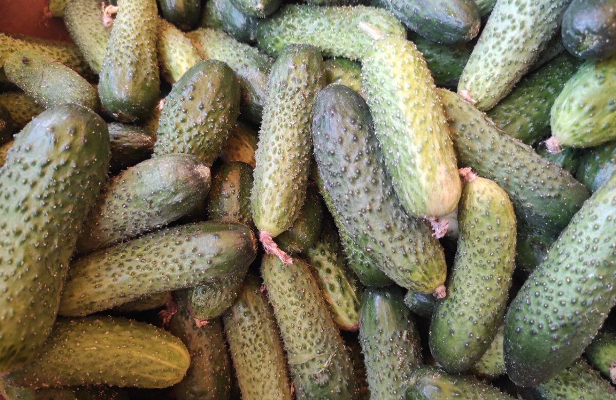 На ринку Рівного огірки по 45 грн — готуємо малосольні в холодильнику: швидко, просто і хрумко