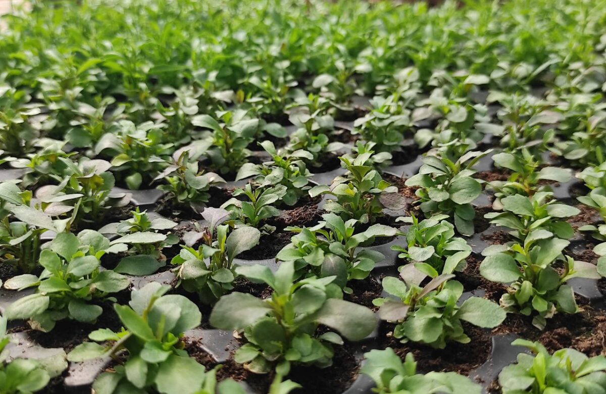 Скільки коштують квіти із теплиці на ринках Рівненщини (ФОТО)