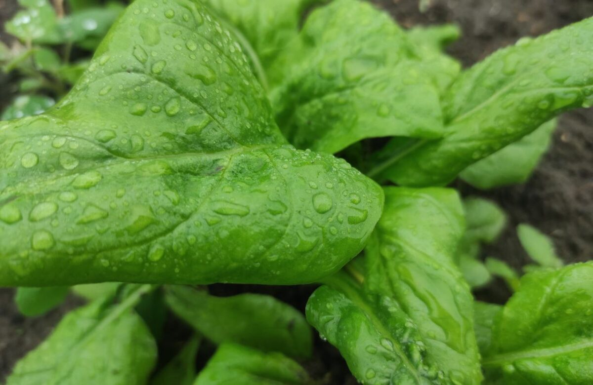 ТОП-5 страв із найкориснішої весняної зелені – шпинату