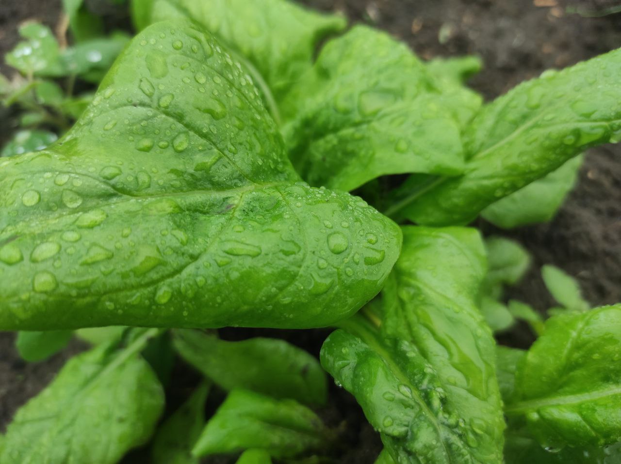 ТОП-5 страв із найкориснішої весняної зелені – шпинату 0000