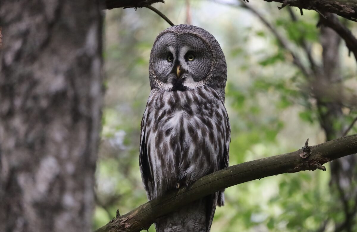 У Нобельському парку виявили рідкісну червонокнижну сову (ФОТО, ВІДЕО)