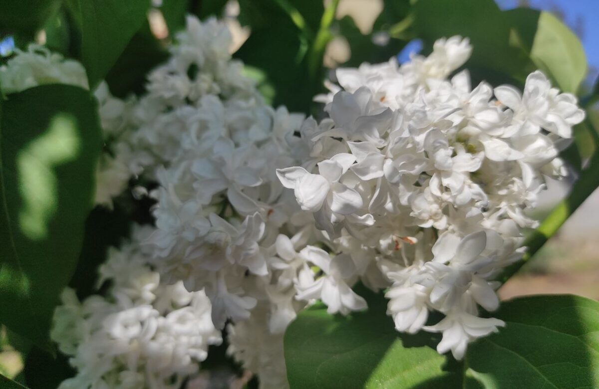 Чи закінчиться травневий холод цього тижня на Рівненщині: що кажуть синоптики