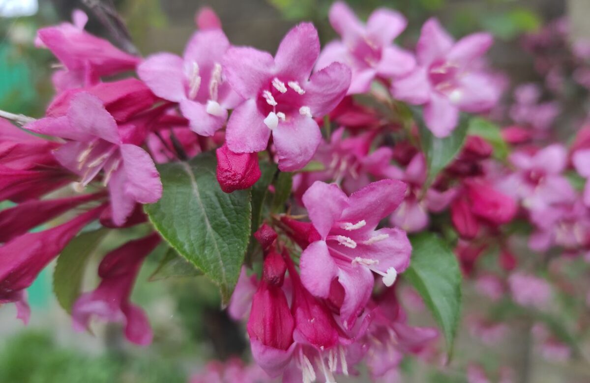 Яким буде останній тиждень весни на Рівненщині: прогноз погоди