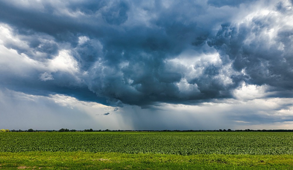 Фермери Рівненщини розповіли, чи зашкодять травневі дощі майбутньому врожаю