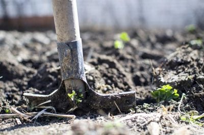 Ще не пізно: що можна посадити на городі у червні