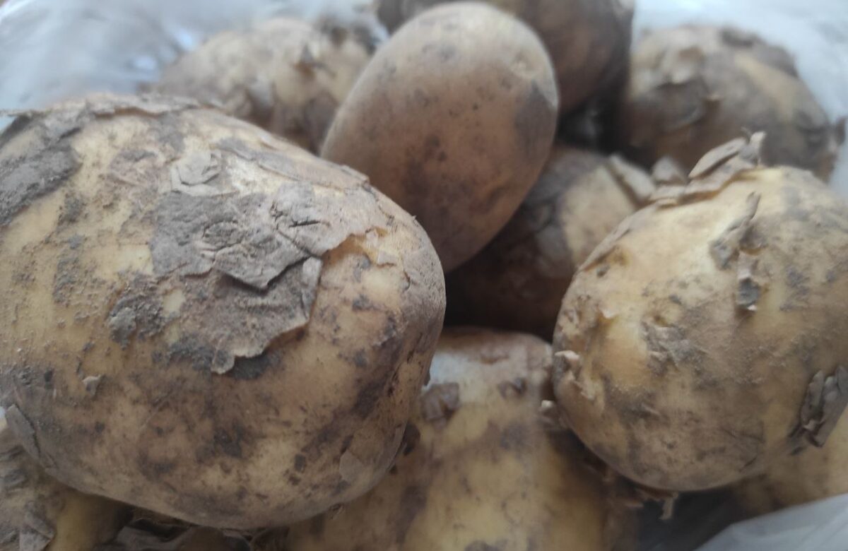 Скільки коштує молода картопля на ринках Рівненщини