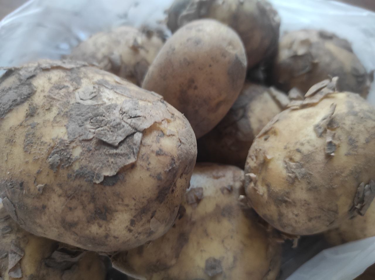 Скільки коштує молода картопля на ринках Рівненщини 0000