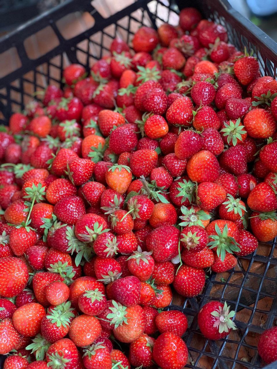 Скільки коштує домашня полуниця на ринку в місті на Рівненщині 0000