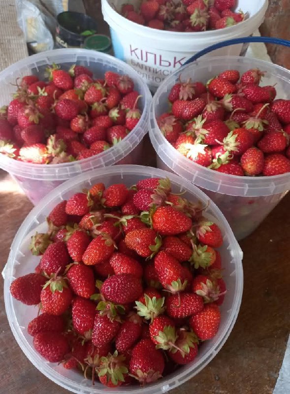 1 Скільки коштує домашня полуниця на ринку в місті на Рівненщині