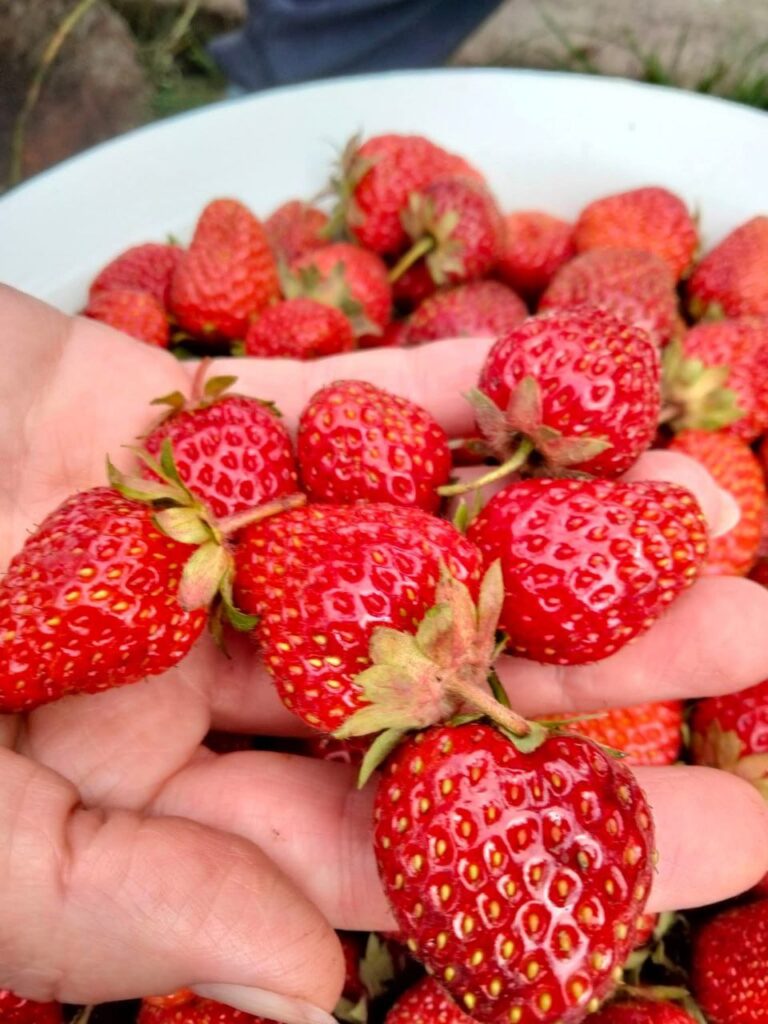 1 Скільки коштує домашня полуниця на ринку в місті на Рівненщині