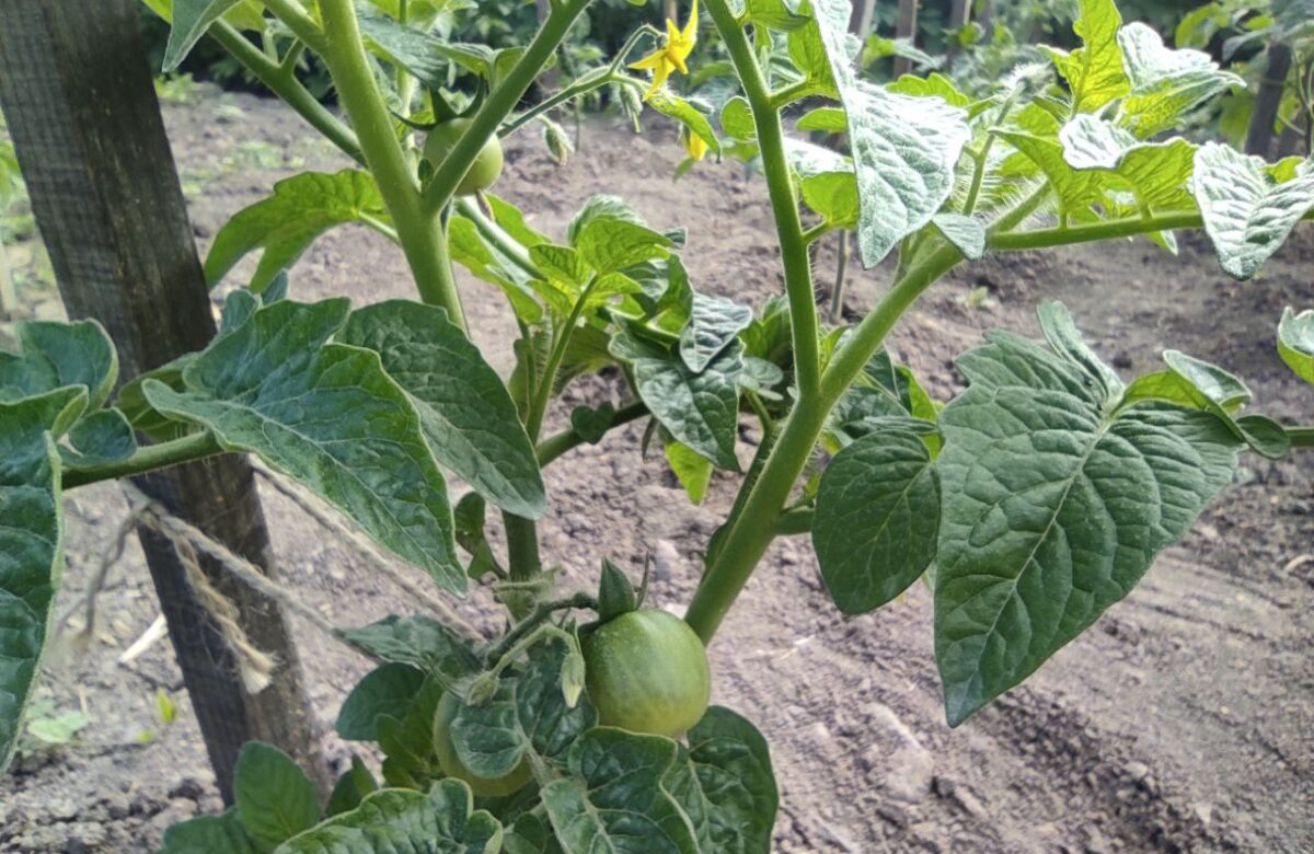 У томатів скручується листя: що радять рівненські фермери для збереження врожаю