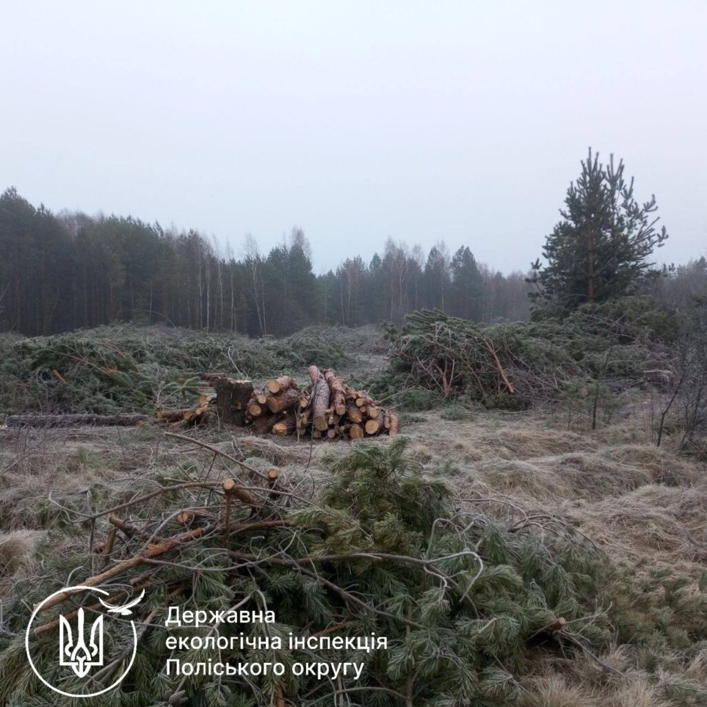 1 Вирубка на мільйони: міська рада на Рівненщині сплатить 5 млн за знищені дерева