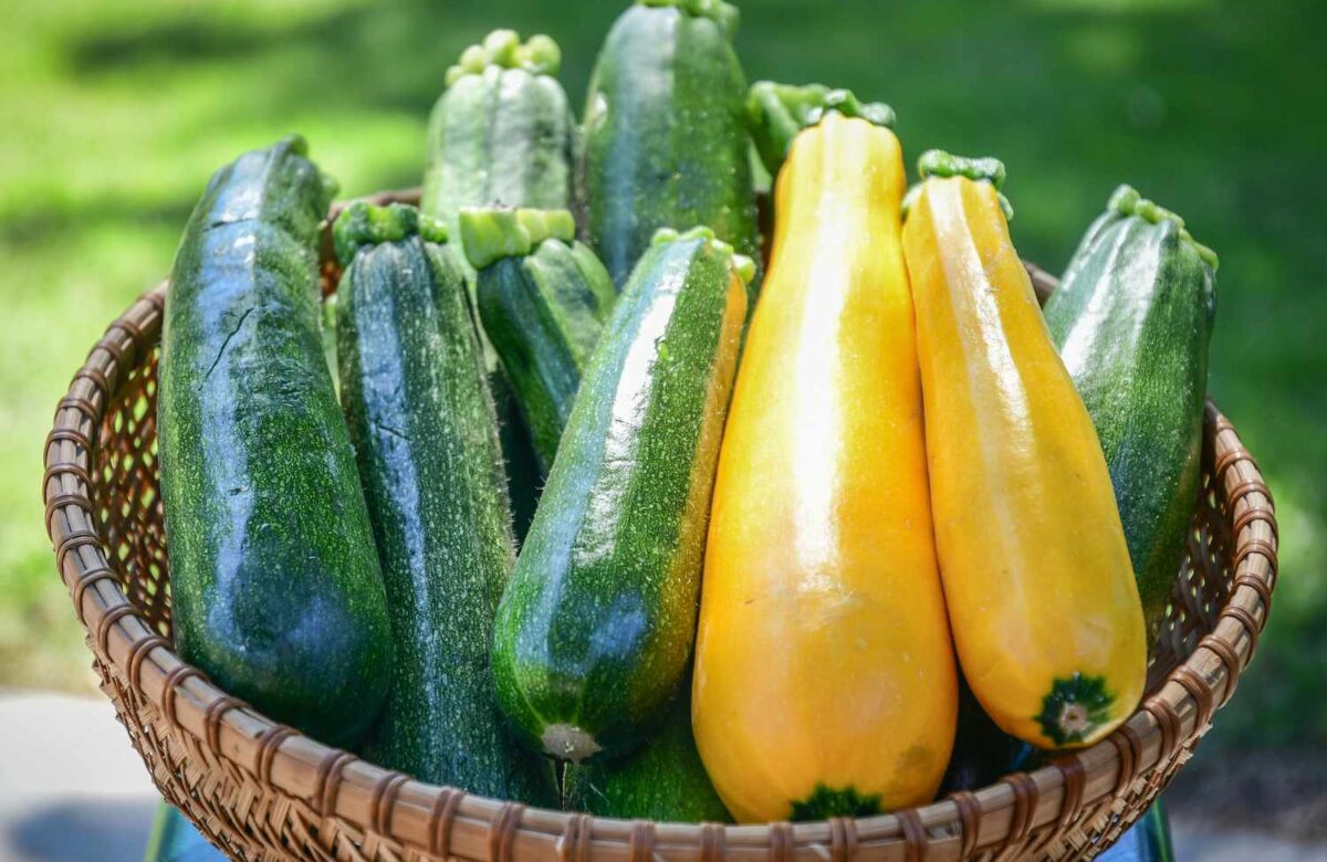 ТОП-5 страв із кабачків: ідеальний овоч для схуднення влітку (РЕЦЕПТИ)
