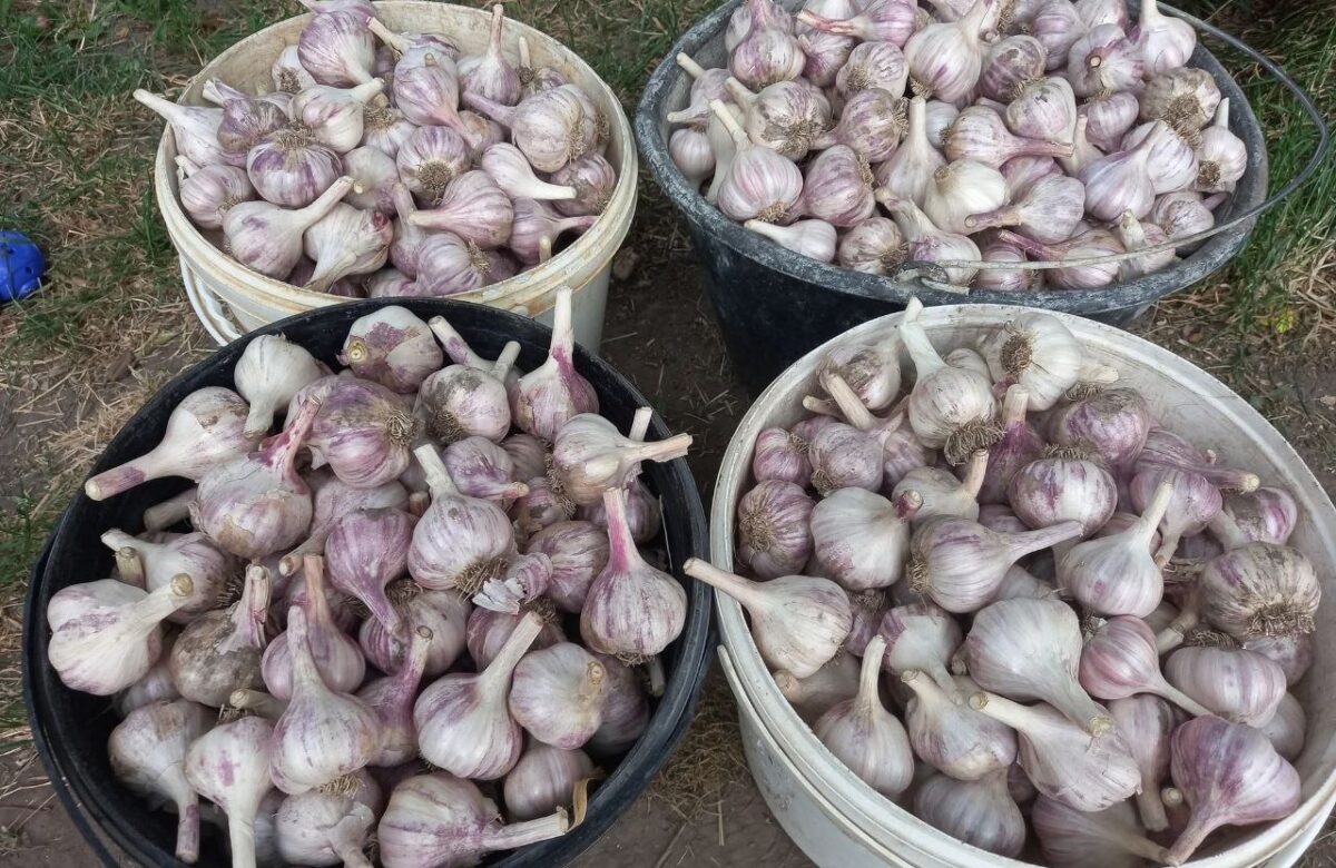 Часник уже на прилавках: які ціни на Рівненщині