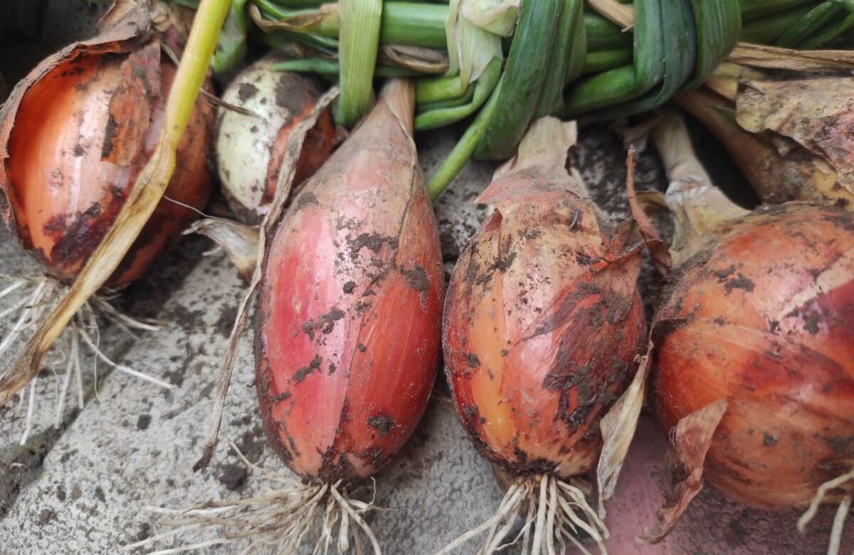 На Рівненщині стартував сезон збирання цибулі: фермер розповів про врожай та ціни