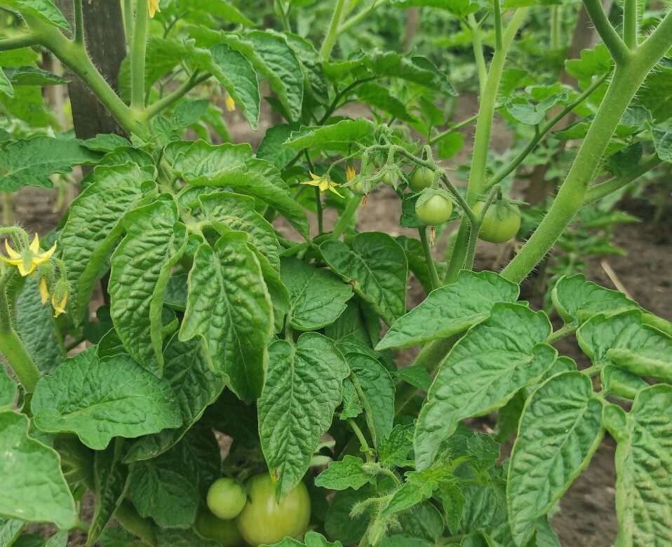 Як урятувати врожай від небезпечної фітофтори, розповідають рівненські фермери