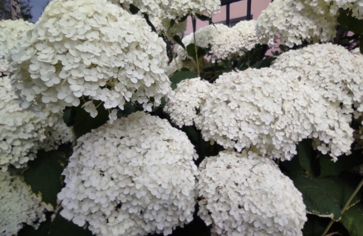 Дощі, грози й перепочинок від спеки: прогноз погоди на Рівненщині на новий тиждень