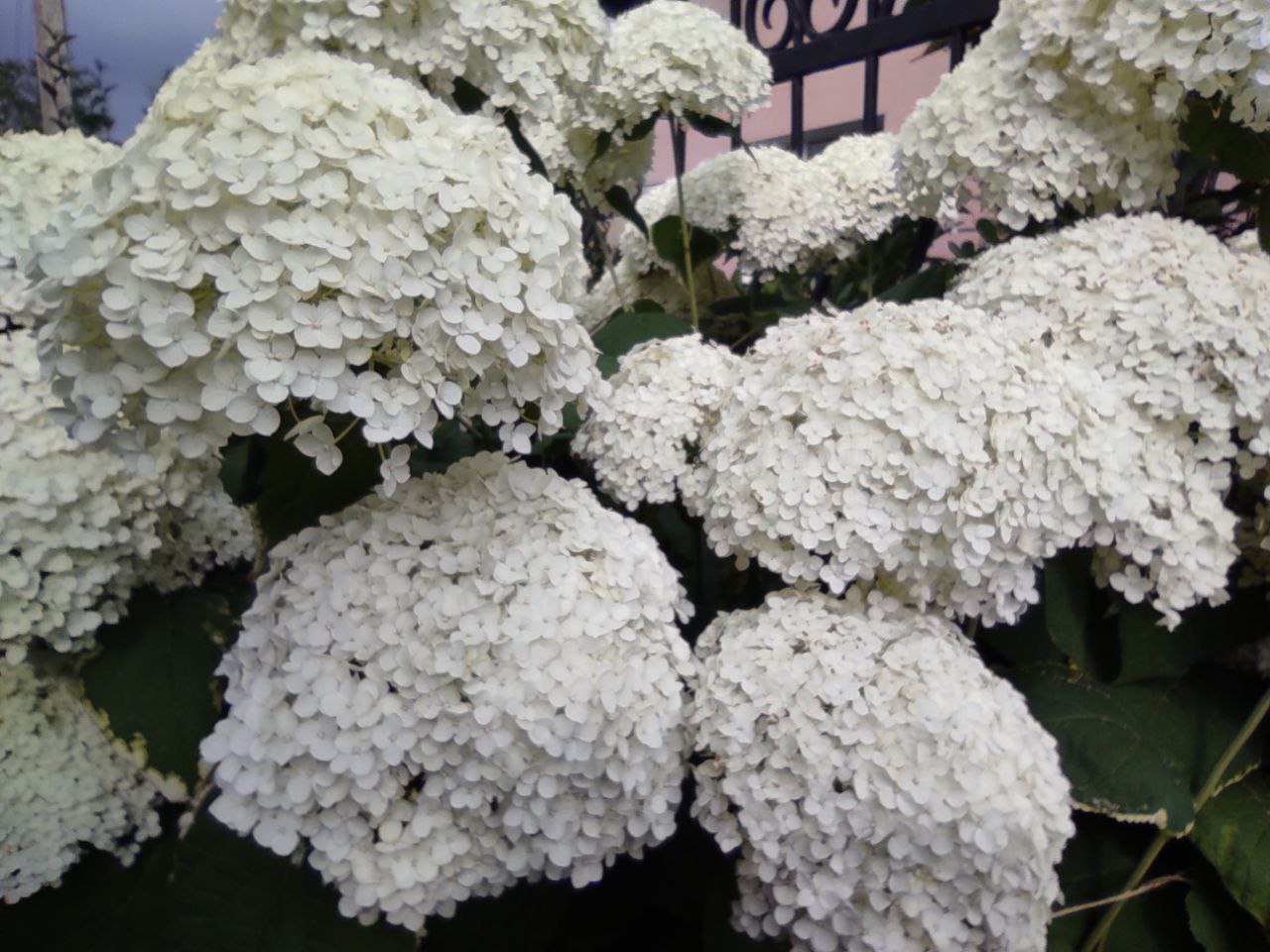 Дощі, грози й перепочинок від спеки: прогноз погоди на Рівненщині на новий тиждень 0000