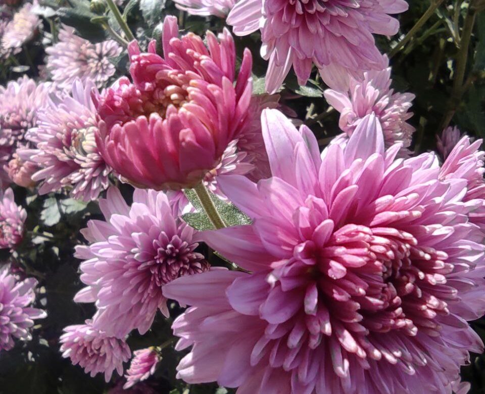 Тиждень з дощем і сонцем: яка погода чекає Рівненщину з 21 по 27 липня