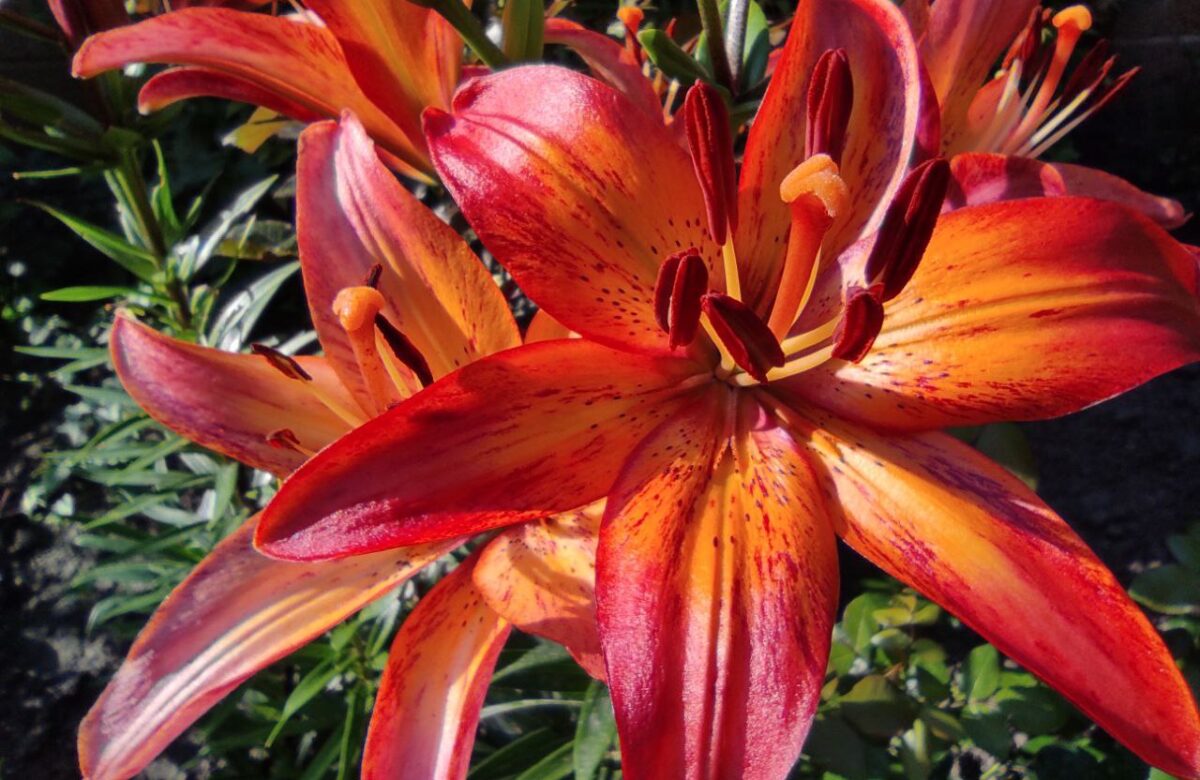 На Рівненщину йде спека та дощі: чим здивує липнева погода цього тижня