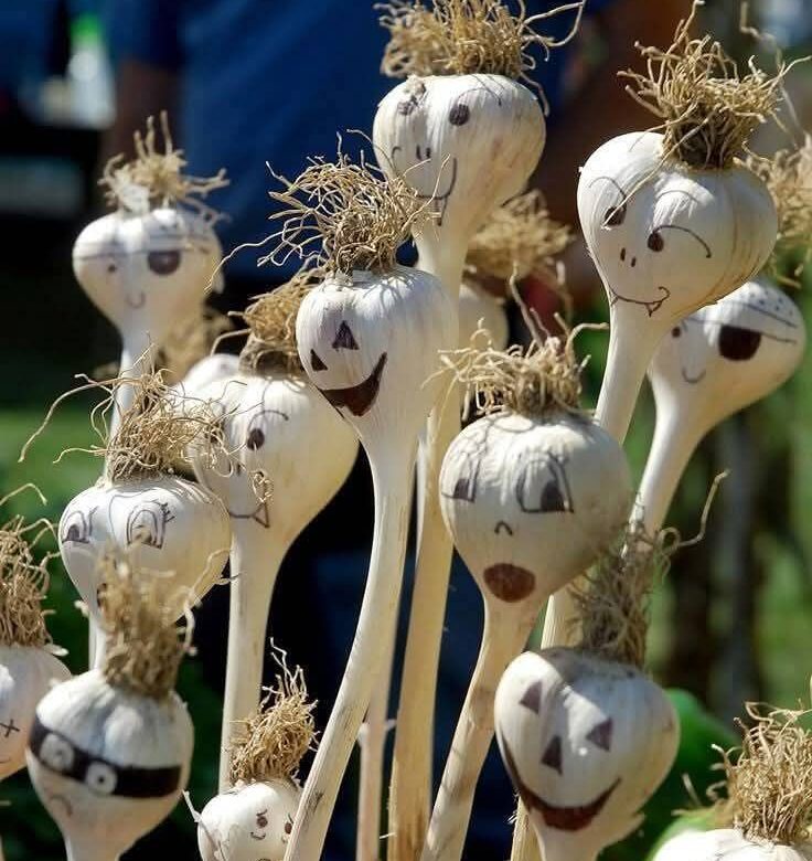 Другий шанс на врожай: що садити на городі в липні під дощі