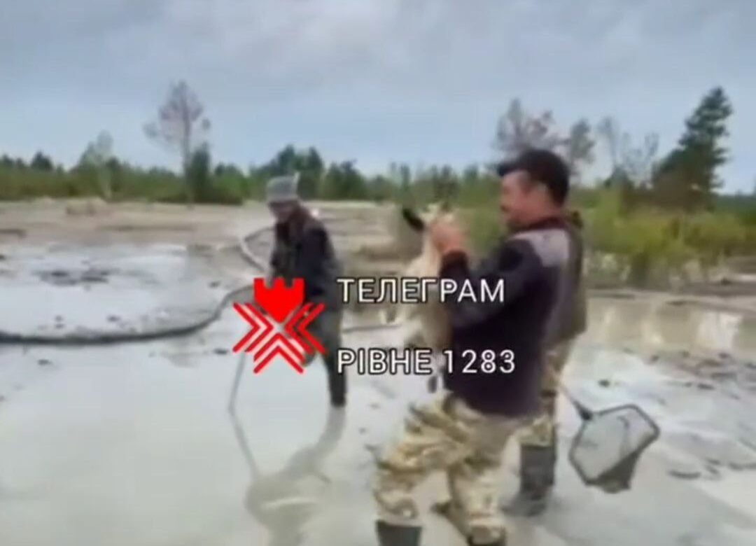 На Рівненщині чоловік знущався з собаки – поліція відкрила кримінальну справу