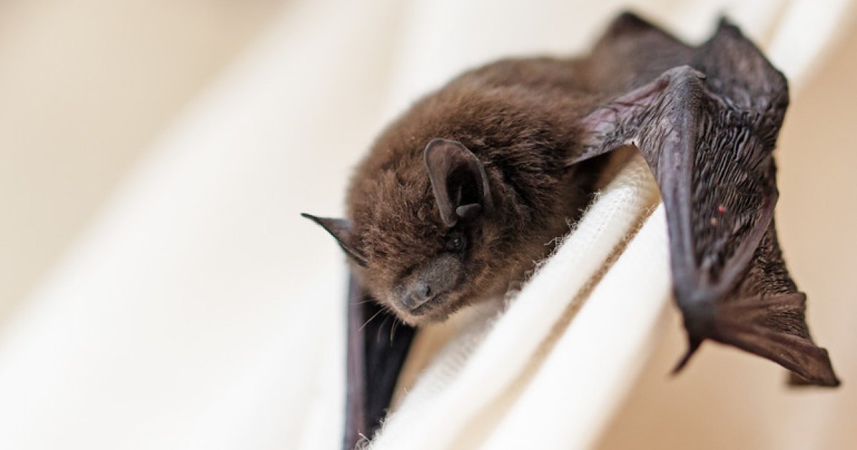Нашестя кажанів: рівнян закликають зачиняти вікна і пояснили, що робити у разі «гостя» в домі 0000
