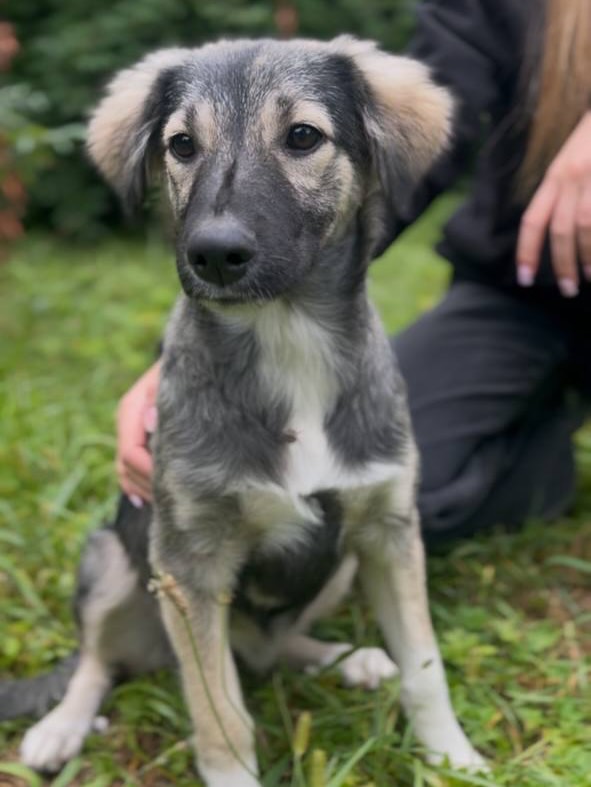 1 26 серпня - Міжнародний день собак: безпритульні серця у Рівному шукають свій дім