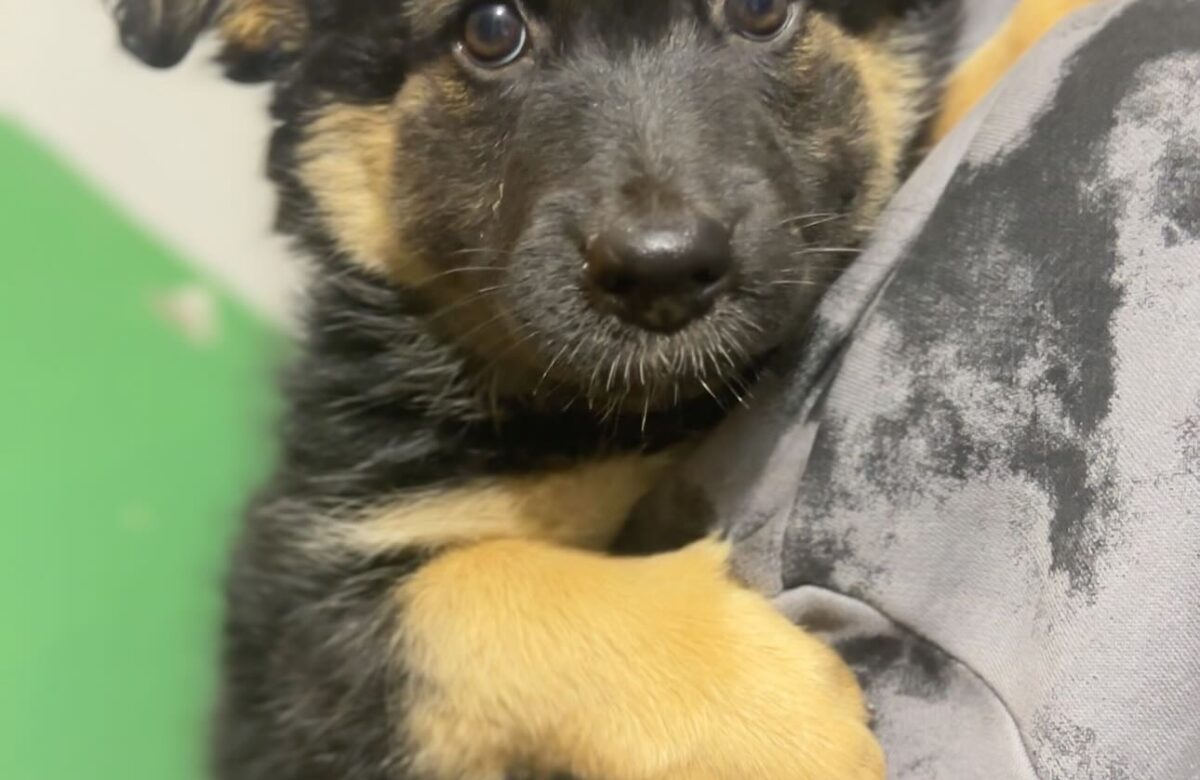 26 серпня – Міжнародний день собак: безпритульні серця у Рівному шукають свій дім