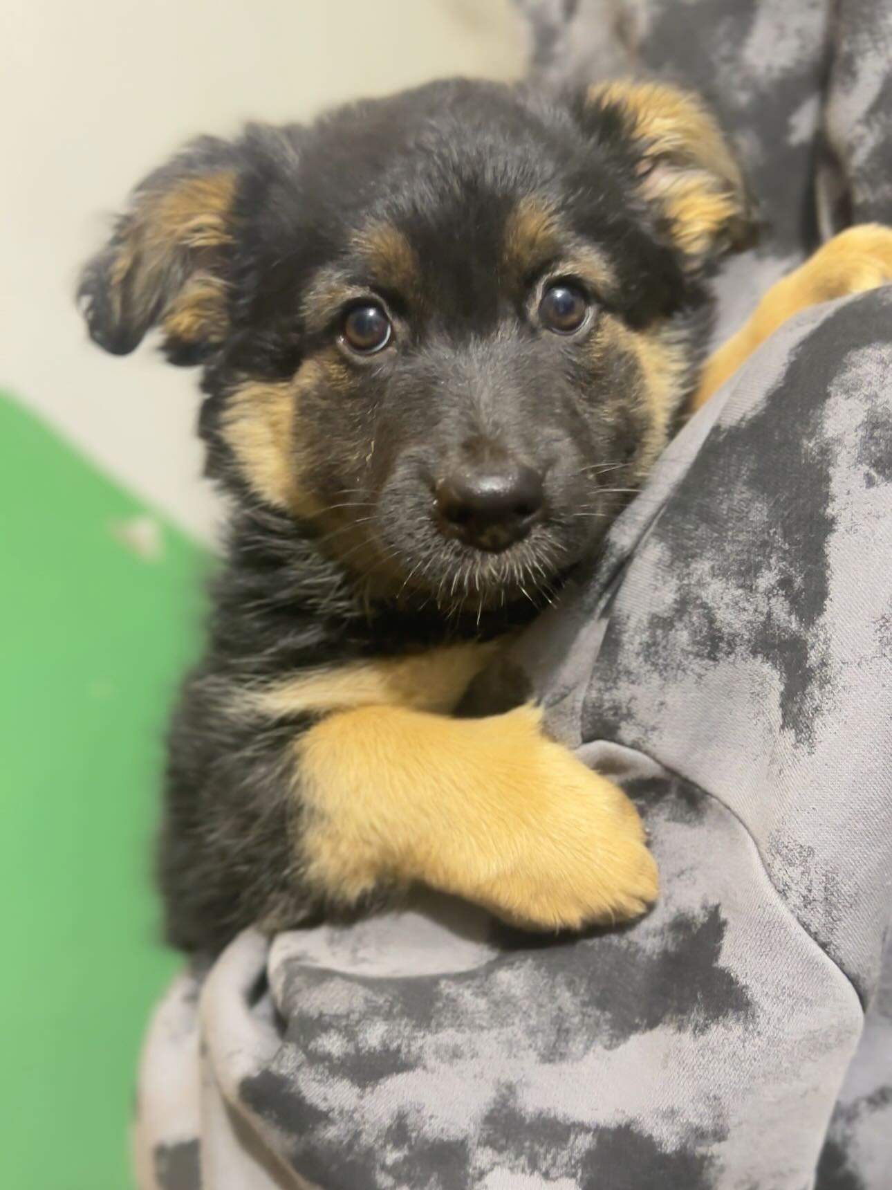 26 серпня – Міжнародний день собак: безпритульні серця у Рівному шукають свій дім 0000