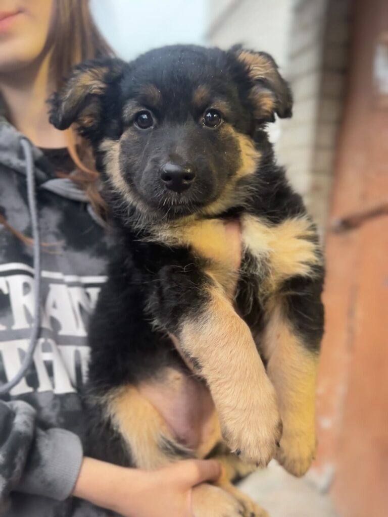 1 26 серпня - Міжнародний день собак: безпритульні серця у Рівному шукають свій дім