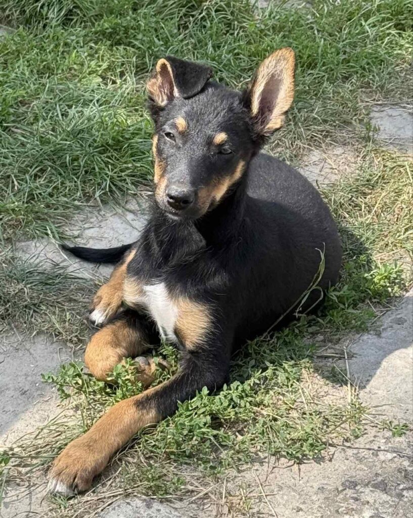 1 26 серпня - Міжнародний день собак: безпритульні серця у Рівному шукають свій дім