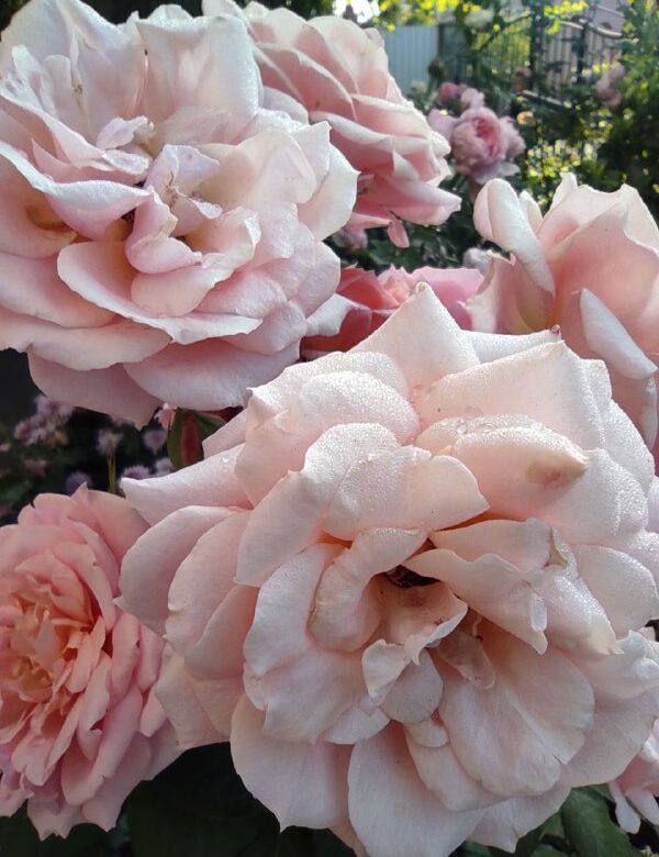 Теплі дні та прохолодні ночі: прогноз погоди для Рівненщини на 11-17 серпня