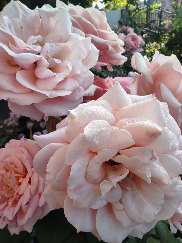 Теплі дні та прохолодні ночі: прогноз погоди для Рівненщини на 11-17 серпня 0000