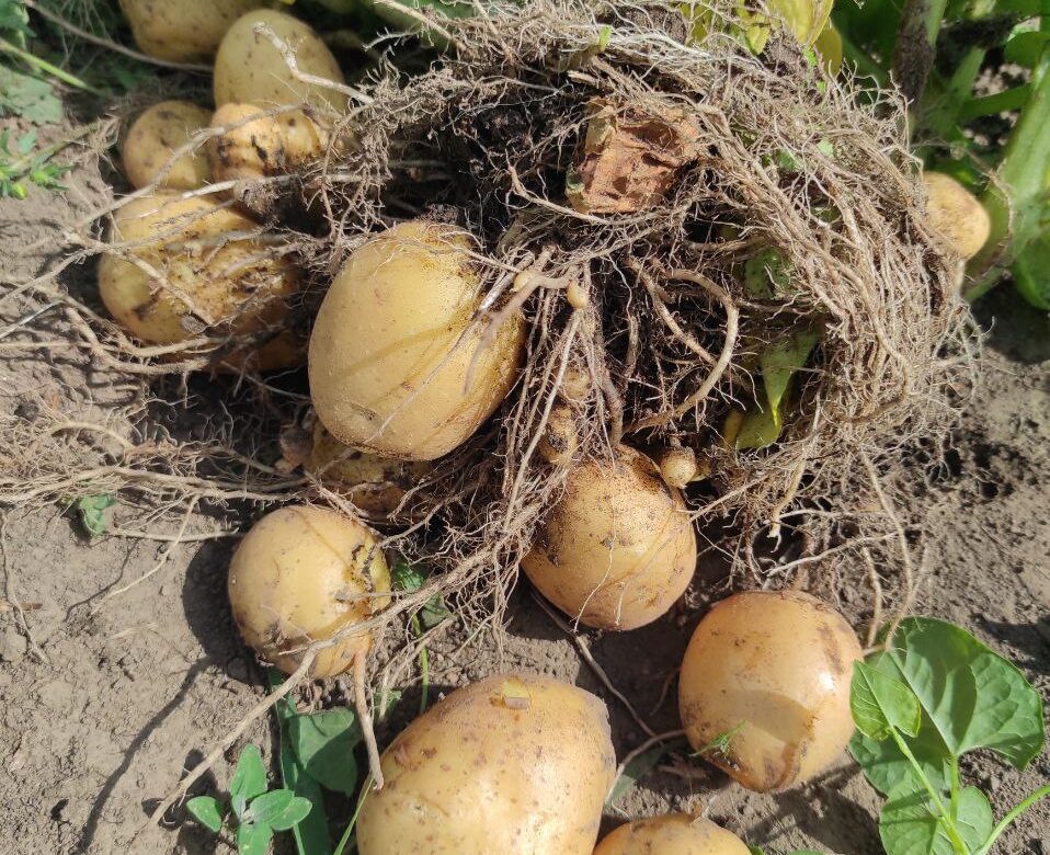 Рівненські фермери розповіли, коли копати картоплю і спрогнозували ціни на цьогорічний врожай
