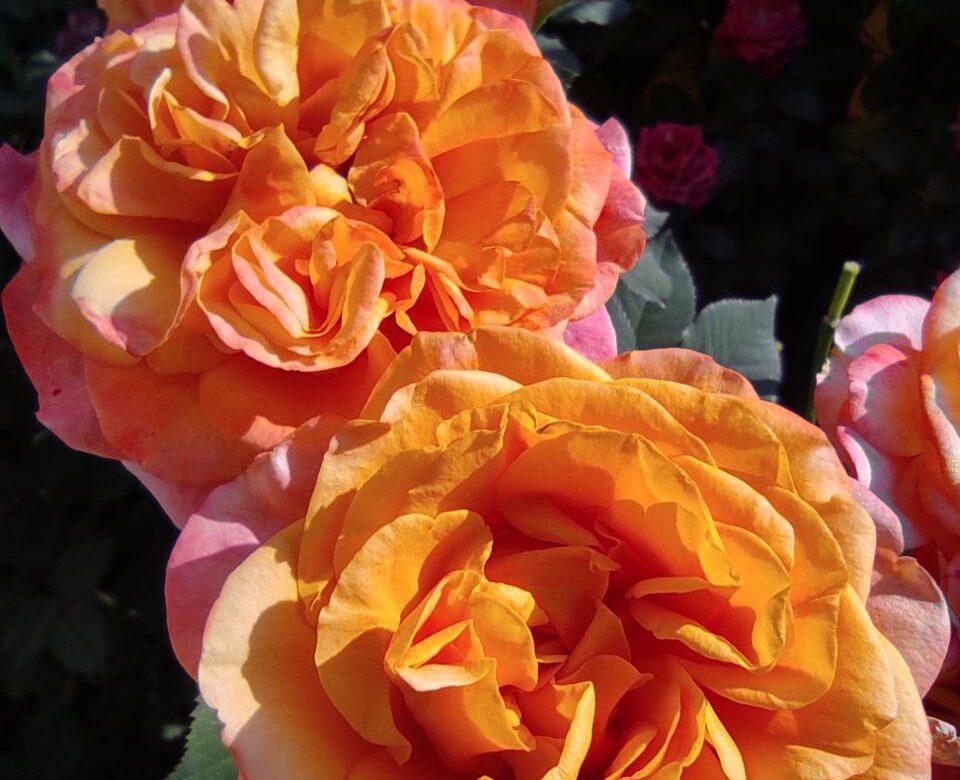 Літні дощі, хмари і спека: якою буде погода на Рівненщині з 4 по 10 серпня