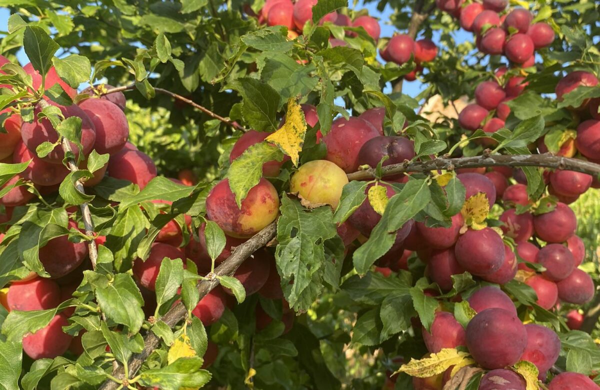 ТОП-5 заготовок із слив, які ви захочете готувати щороку