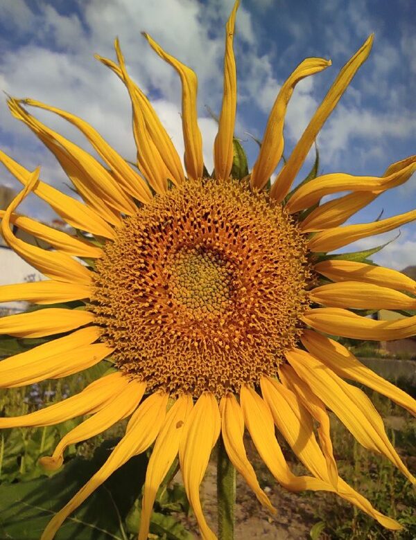 Прохолодні ночі та дощі посеред тижня: яка погода очікується на Рівненщині з 18 по 24 серпня