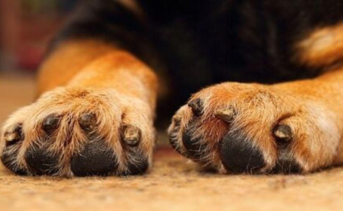 На Рівненщині чоловік заколов собаку вилами: поліція шукає зловмисника