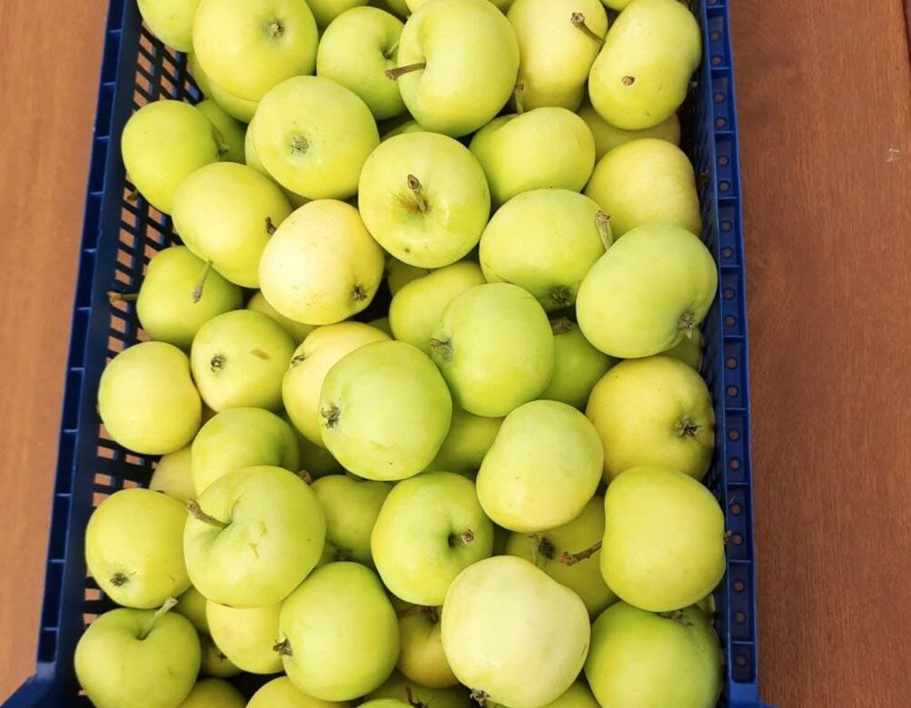 На Рівненщині – свіжий врожай яблук і груш: що вже продають та скільки коштує
