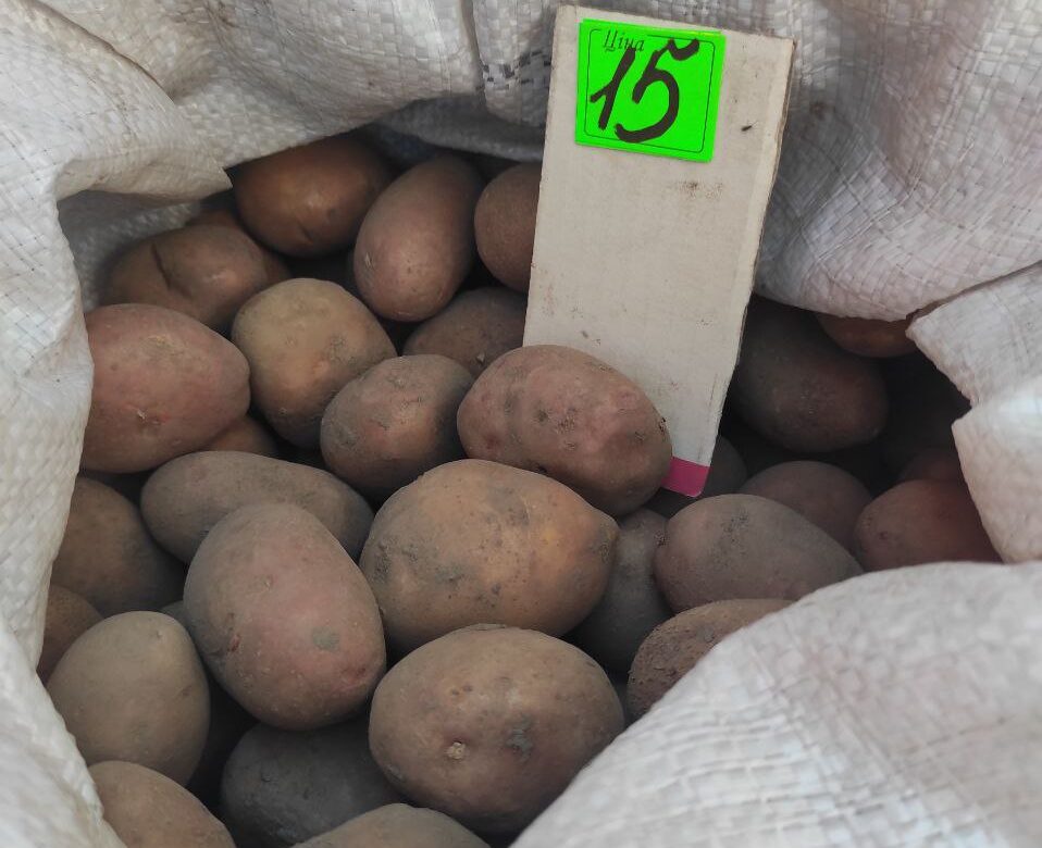 Сезон картоплі на Рівненщині: скільки коштує цьогорічний врожай