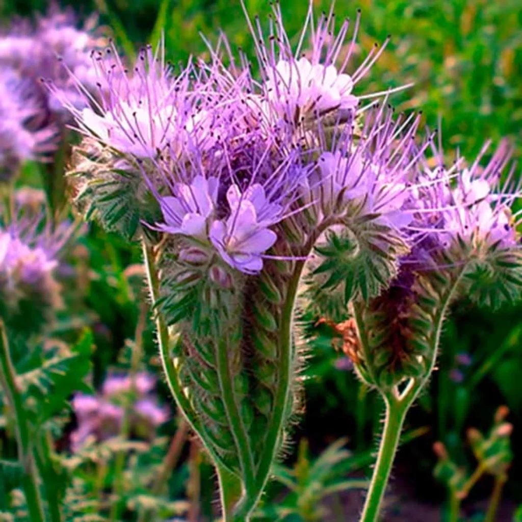 1 Осінній секрет городників: що посадити зараз, щоб на наступний рік отримати щедрий врожай