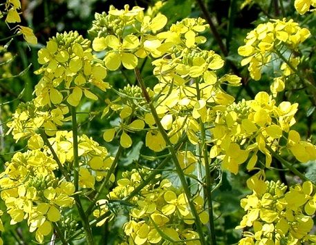 1 Осінній секрет городників: що посадити зараз, щоб на наступний рік отримати щедрий врожай