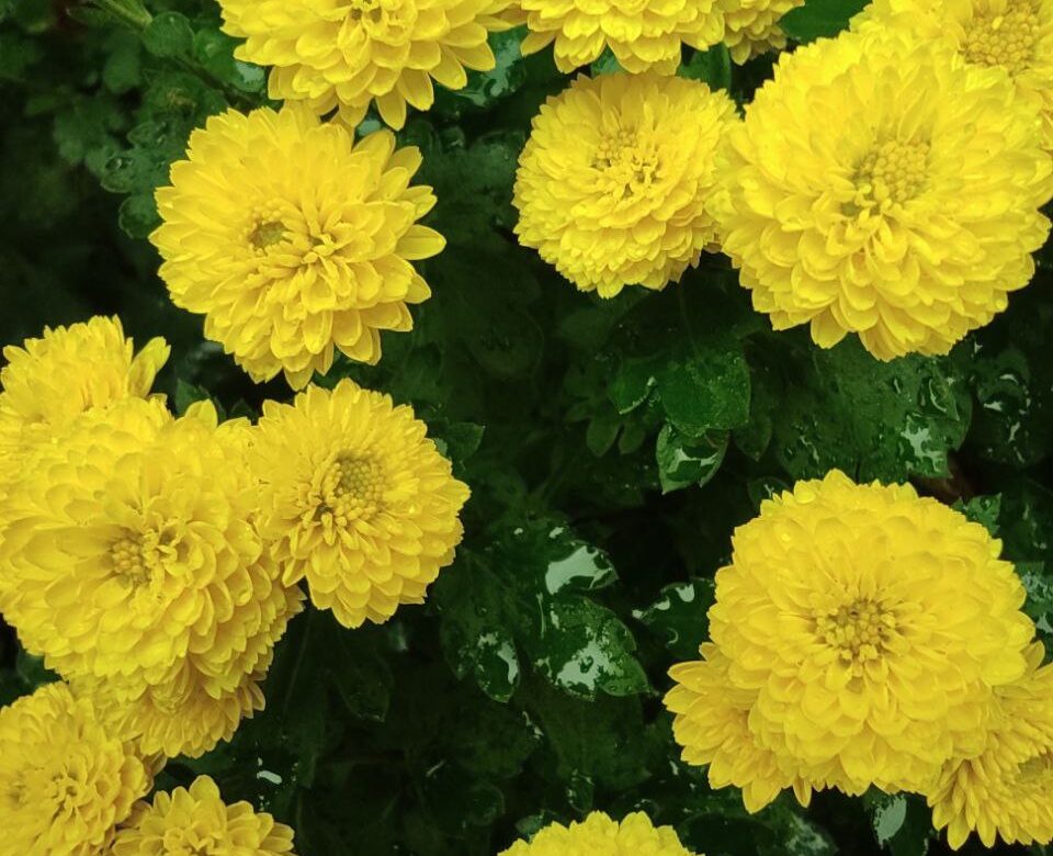 Рівненщина готується до різкого похолодання та дощів: прогноз на тиждень