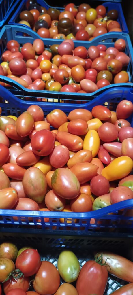 1 Ціни на помідори обвалилися: фермери розповіли, скільки коштують томати на Рівненщині