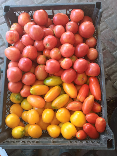 1 Ціни на помідори обвалилися: фермери розповіли, скільки коштують томати на Рівненщині