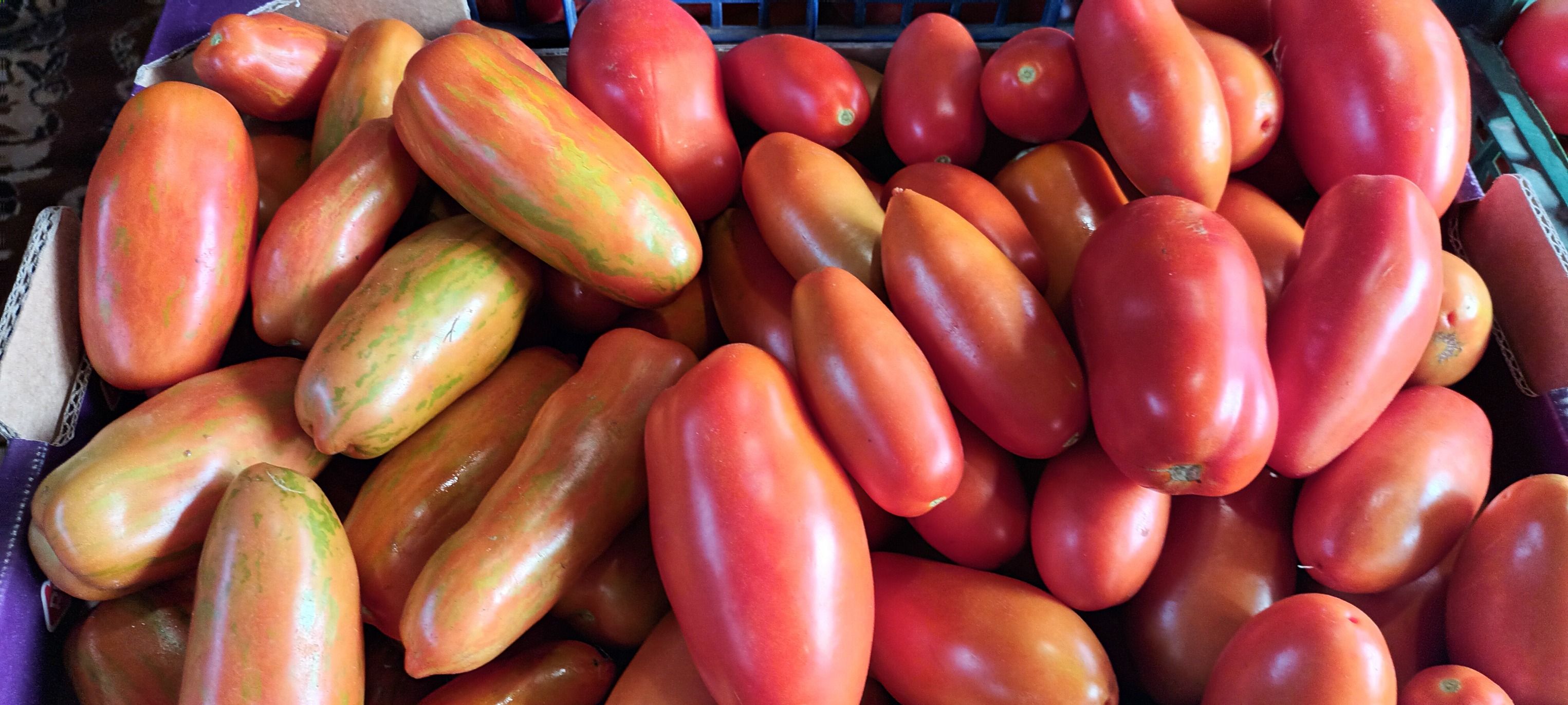 Ціни на помідори обвалилися: фермери розповіли, скільки коштують томати на Рівненщині 0000