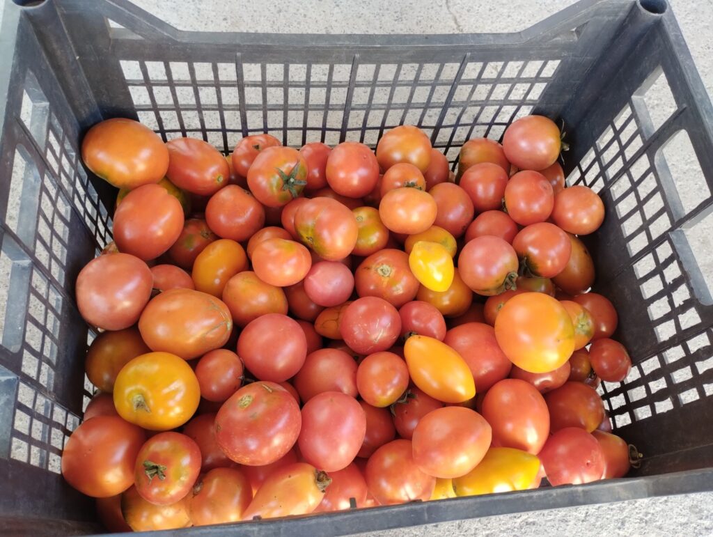 1 Ціни на помідори обвалилися: фермери розповіли, скільки коштують томати на Рівненщині